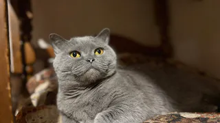 Ученые поставили точку в вопросе - каких людей на самом деле любят и уважают кошки