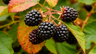  Осенняя посадка ежевики — мой секрет богатого урожая на следующий год