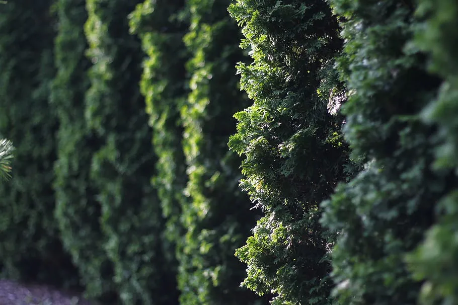 Хвойные растения для живой изгороди: преимущества, популярные виды и уход