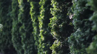 Хвойные растения для живой изгороди: преимущества, популярные виды и уход