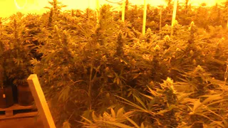 Солидные запасы: у жителя Сасовского района изъяли больше килограмма конопли