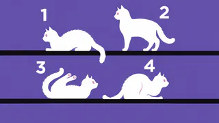 Выберите кота не думая — ответ неожиданно точно раскрывает ваше предназначение