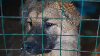 Дом для бездомных: Метшин обещал поддержать приют для животных