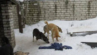 Будет проверка: прокуратура разберется в нападениях собак в Полянах