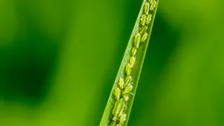 Капля на ствол яблони – и вся тля попадает дождем: ушлые дачники обходятся без агрессивной химии – и экономят средства