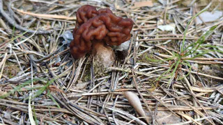 Какие грибы уже сейчас могут сгубить сыктывкарцев