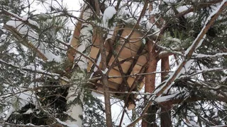 В лесу под Гусь-Хрустальным браконьеры отслеживали лосей, оленей и кабанов