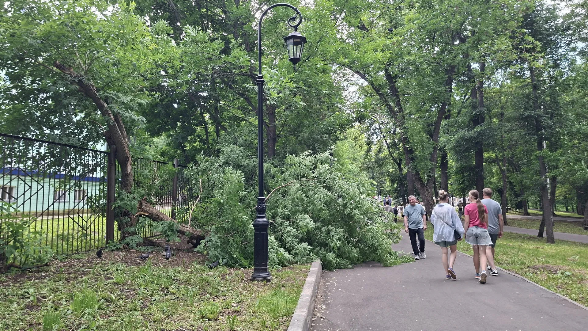 Рязанцев испугал бурьян и тополиные джунгли у детсада