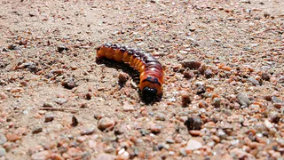 Если дырки в земле — немедленно: медведка боится этих фишек как огня