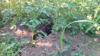 Теперь жесткий запрет: Всех, у кого растут на даче эти сорняки, ждут большие штрафы с 18 августа