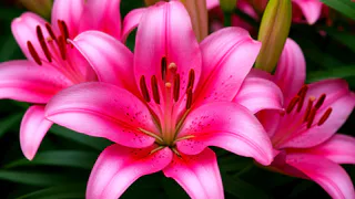 С появлением первых ростков лилии — обязательно: 1 ложка на 10 литров — и изящные цветы растут прямо на глазах