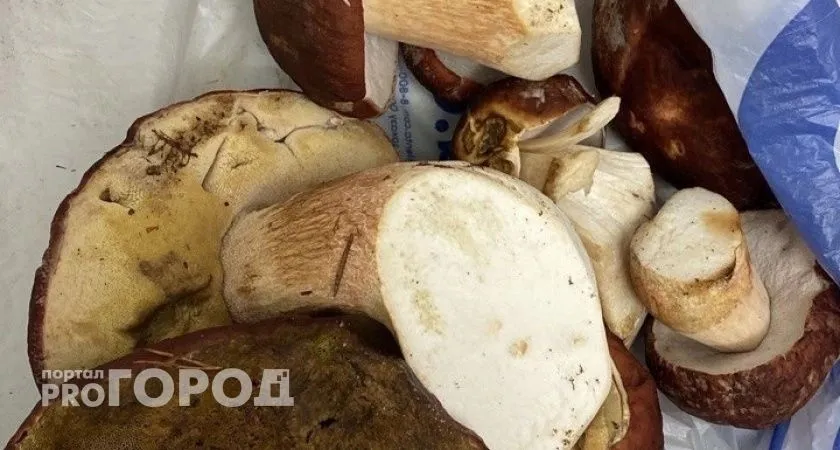 На Южном Урале запретили собирать определенные грибы