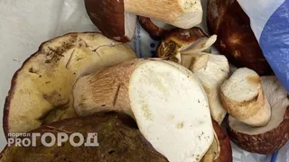 На Южном Урале запретили собирать определенные грибы