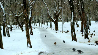 В четверг рязанцев ожидают заморозки