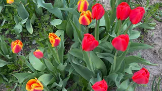 Обязательно сделайте это с тюльпанами после цветения: на следующем году будете собирать сотни бутонов