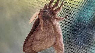 Ученые Коми встретили в одном нацпарке редчайших "шерстяных гусениц"