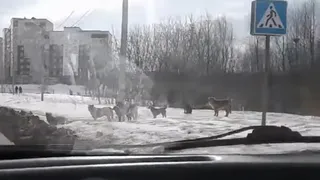Когда свора собак умнее многих пешеходов - четвероногие, перебегающие дорогу по пешеходному переходу, попали на видео