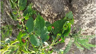 В одном из районов Коми нашли колорадского жука