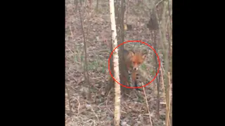 В роще позади ТЦ "Европа" сняли гуляющую лису