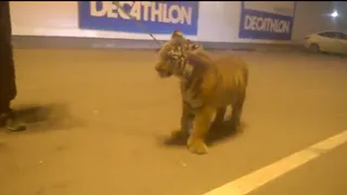 Сотрудники цирка «Корона» отрицают причастность к ночной прогулке тигра по парковке «Премьера» в Рязани