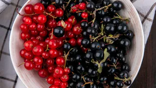 3 стакана на куст: увеличиваем урожай смородины на 70% - цветет до октября