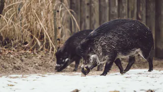 В Пензенской области застрелили 7 косуль и 2 кабанов