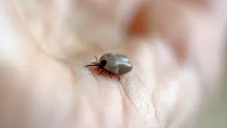 7 запахов, которые клещи ненавидят: больше они не беспокоят. Знакомый дачник научил избавляться от этих вредных кровососов