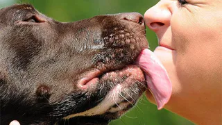 Приметы и запреты на 27 января: с животными нужно быть максимально ласковыми