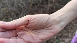 Клещам здесь не место: когда в Рязани и области начнут обрабатывать парки и скверы