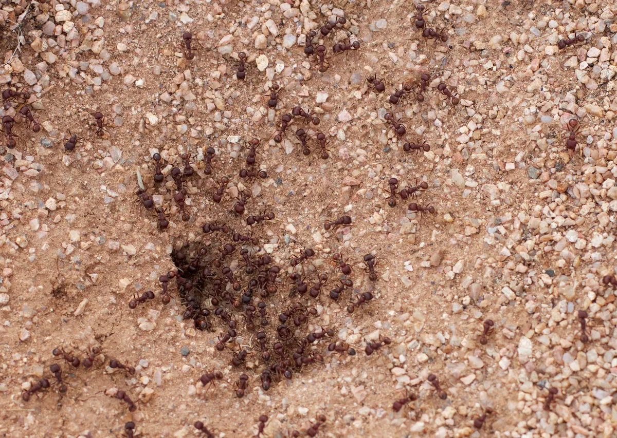 Просто смыть: почему муравьи обожают сидеть на бутонах пионов и как их изгнать