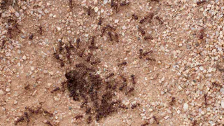 Просто смыть: почему муравьи обожают сидеть на бутонах пионов и как их изгнать