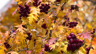 В среду в Рязани ожидается до +16 градусов. Прогноз погоды