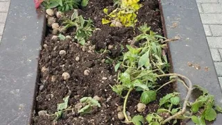 Вандалы во Владимире наносят ущерб городским цветникам