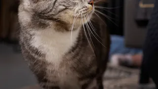 Вот почему вы никогда не должны наказывать кошку за плохое поведение?