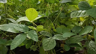 В сельском хозяйстве Владимирской области особую популярность обрела соя