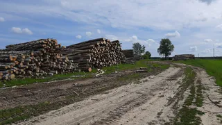 В Меленковском районе предприниматель самовольно занял госучасток под склад древесины