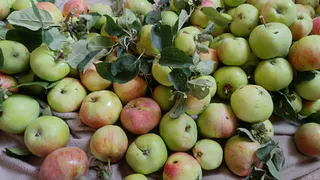 Готовлю яблочный сок без соковыжималки: знакомая-дачница рассказала рецепт –  прозрачный как слеза, дети пьют литрами