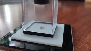 В Пензенской картинной галерее появился портрет размером с рисовое зернышко