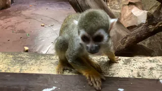 В Рязани популярный зоопарк ввел плату за посещение 