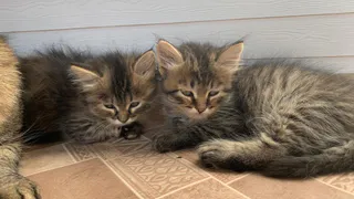 Не рискуйте здоровьем своих кошек: Роскачество представило худшие марки кормов для домашних животных