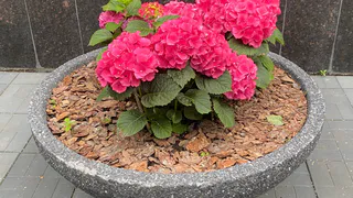 7 июля холодный циклон принесет в Коми дождливое и прохладное начало недели