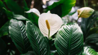 Всего 1/4 таблетки в литр воды - спатифиллум цветет, не переставая: подкормка за сущие копейки