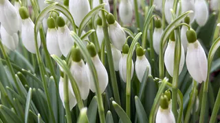 Пензенцы узнали, какие штрафы грозят за сбор подснежников