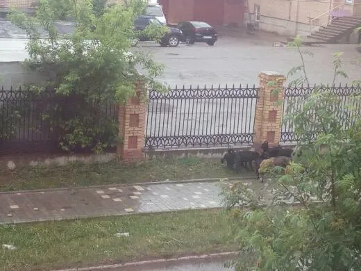 Вновь в Нижнекамске бездомные собаки напали на кошку