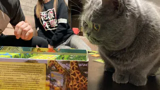 Не могли оторваться три часа: обзор настольной игры "Каркассон"