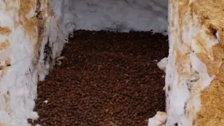 В Пензенской области готовят к посеву семена дуба черешчатого