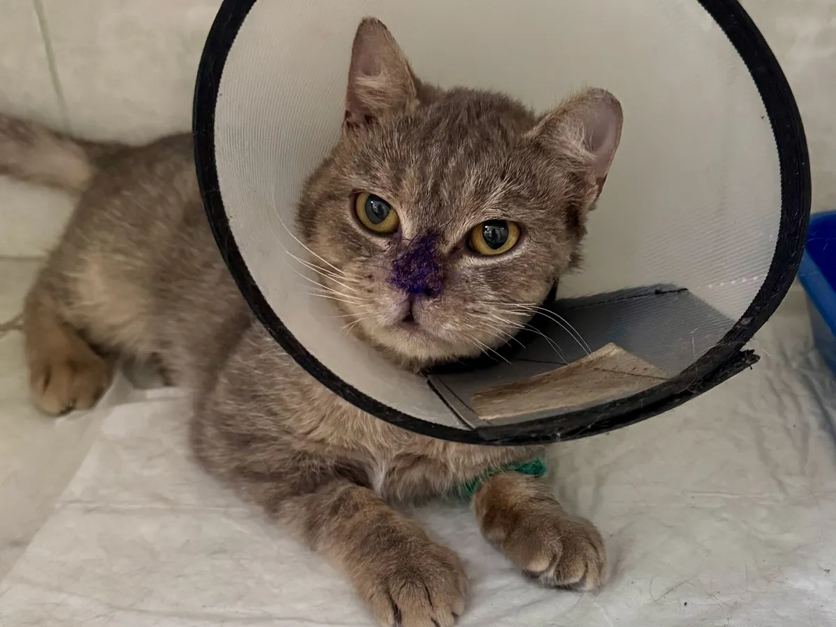 От подвала до столицы: кот Кеша из Магнитогорска после удаления опухоли найдёт новый дом