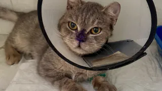 От подвала до столицы: кот Кеша из Магнитогорска после удаления опухоли найдёт новый дом