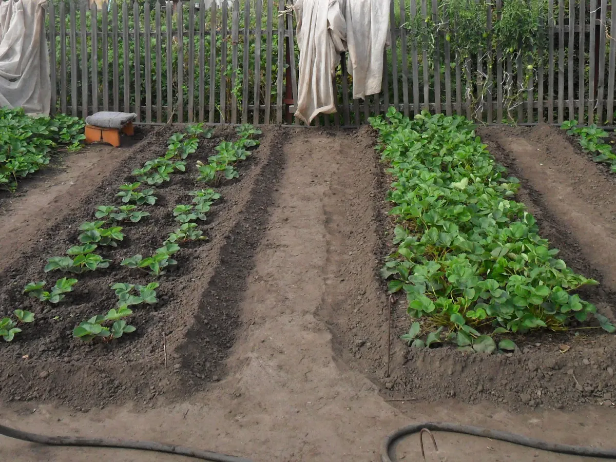 Не зола и не навоз: чем срочно подкормить огурцы в июле – урожай до 7 кг с куста гарантирован