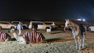 Верблюжонок Дюна появилась на свет в парке «Рязанские альпаки»